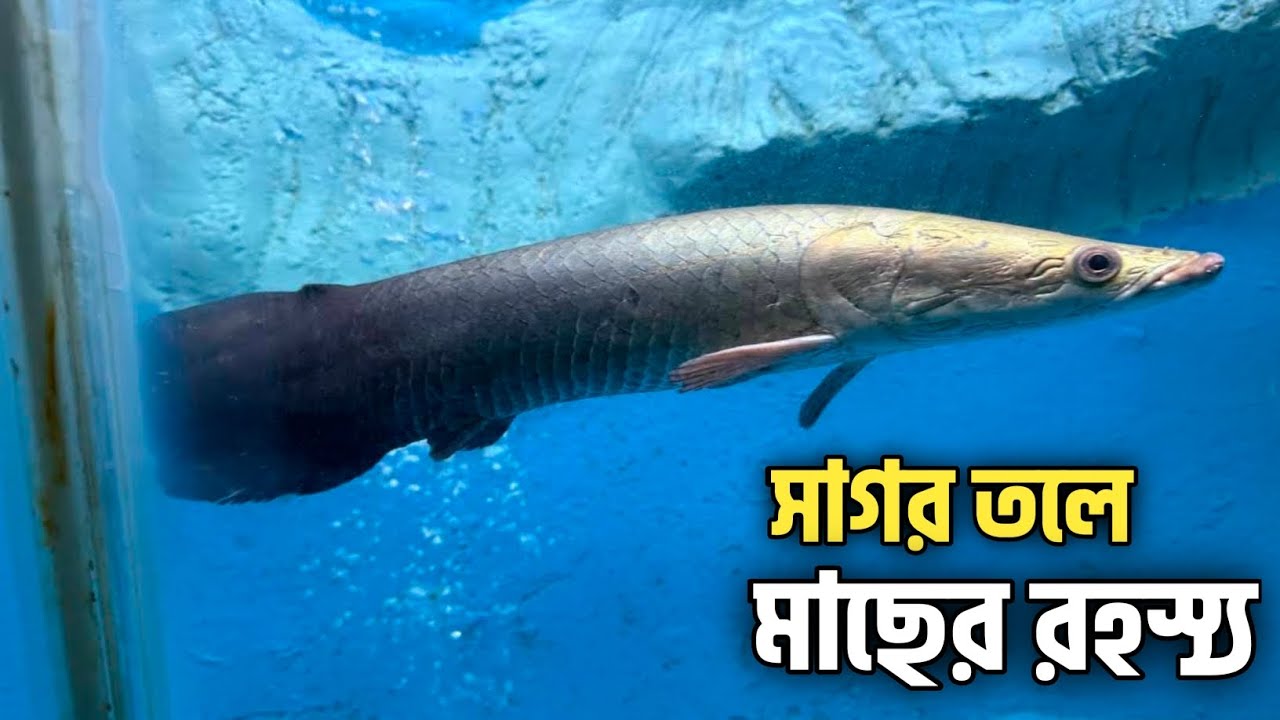 Radiant Fish World Cox’s Bazar 🐟 সাগর তলের রহস্য | ফিস ওয়ার্ল্ড কক্সবাজার