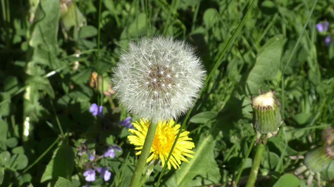Grüne Oase, der Garten im Mai