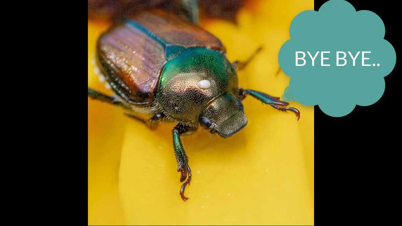 Trappola per Popillia Japonica - Maggiolino Giapponese - Bio - Feromoni, Cono e Sacchetto