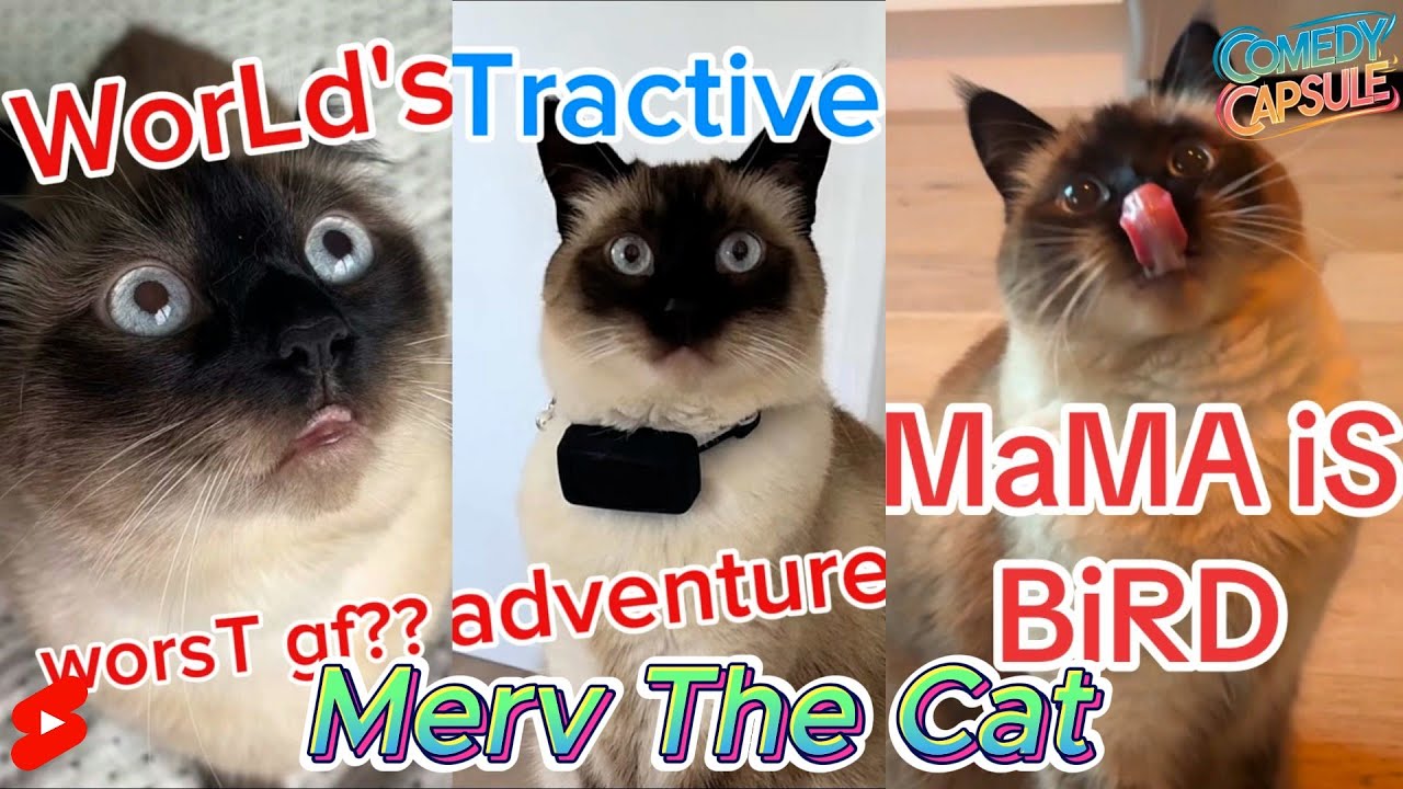 New Talking Cat TikTok Videos | Merv The Cat Compilation 2025 ( Funny Cats Video)