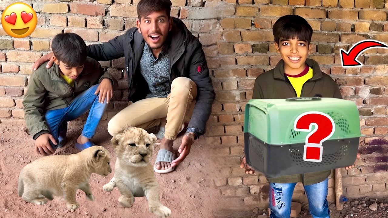 Arslan Ko Surprise De Diya ll Lion Babies
