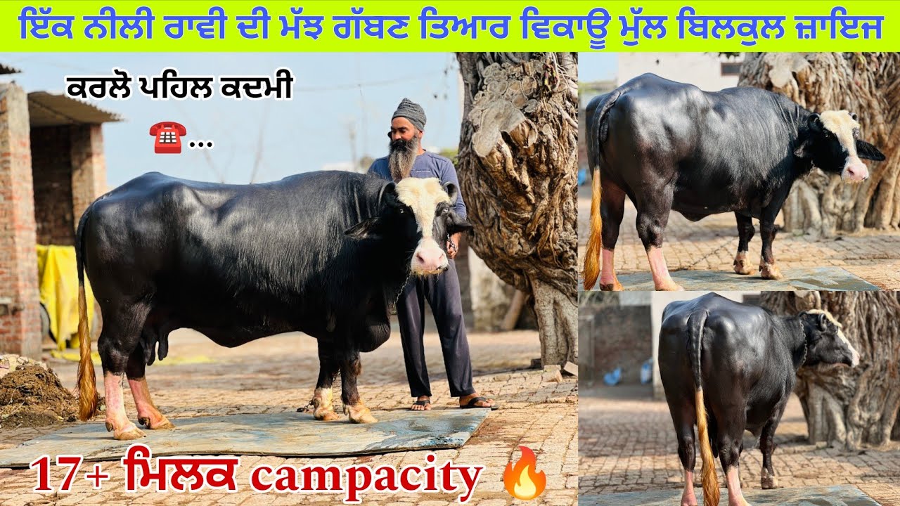 ਸੰਦੀਪ ਕੋਲ 1 ਨੀਲੀ ਰਾਵੀ ਮੱਝ ਗੱਬਣ ਤਿਆਰ 17+ ਮਿਲਕ ਪਿਛਲੇ ਸੂਏ ਚੁਆਇਆ ਪਿੰਡ ਮਾਨੋਚਾਲ (ਪੱਟੀ)