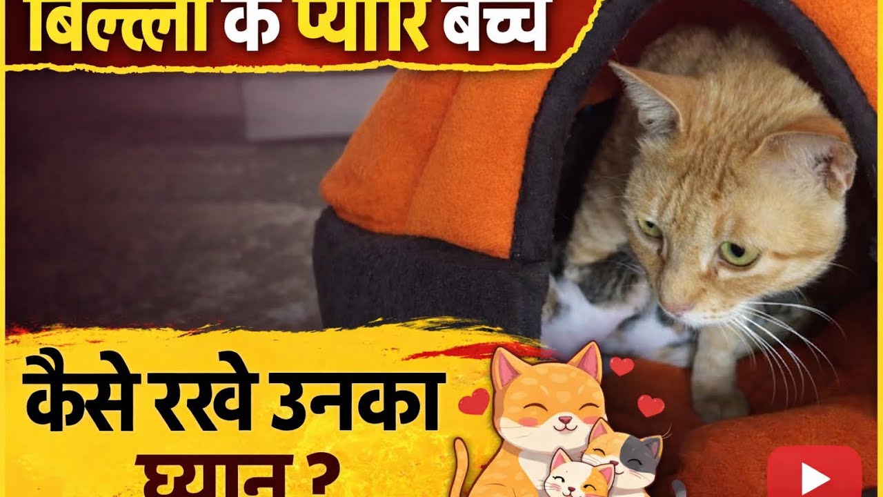 Cat House ,Cat And Her Kittens