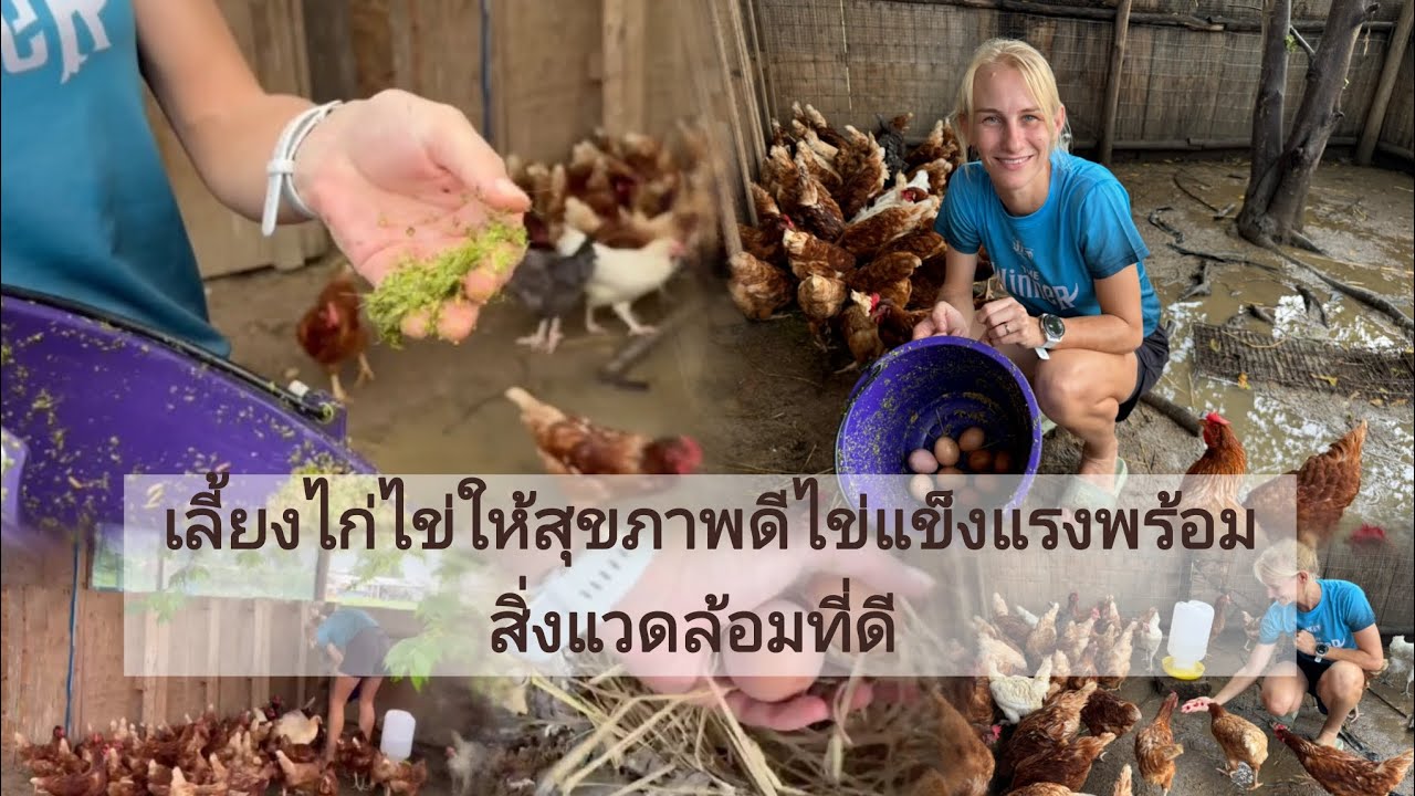 EP1.2 ตอน เลี้ยงไก่ไข่ให้สุขภาพดีไข่แข็งแรงพร้อมสิ่งแวดล้อมที่ดี#เกษตรพอเพียง #เกษตร#ไข่ไก่ #ไก่ไข่ 