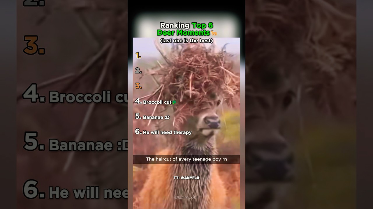 Ranking Top 6 Deer Moments That Made You LOL!
