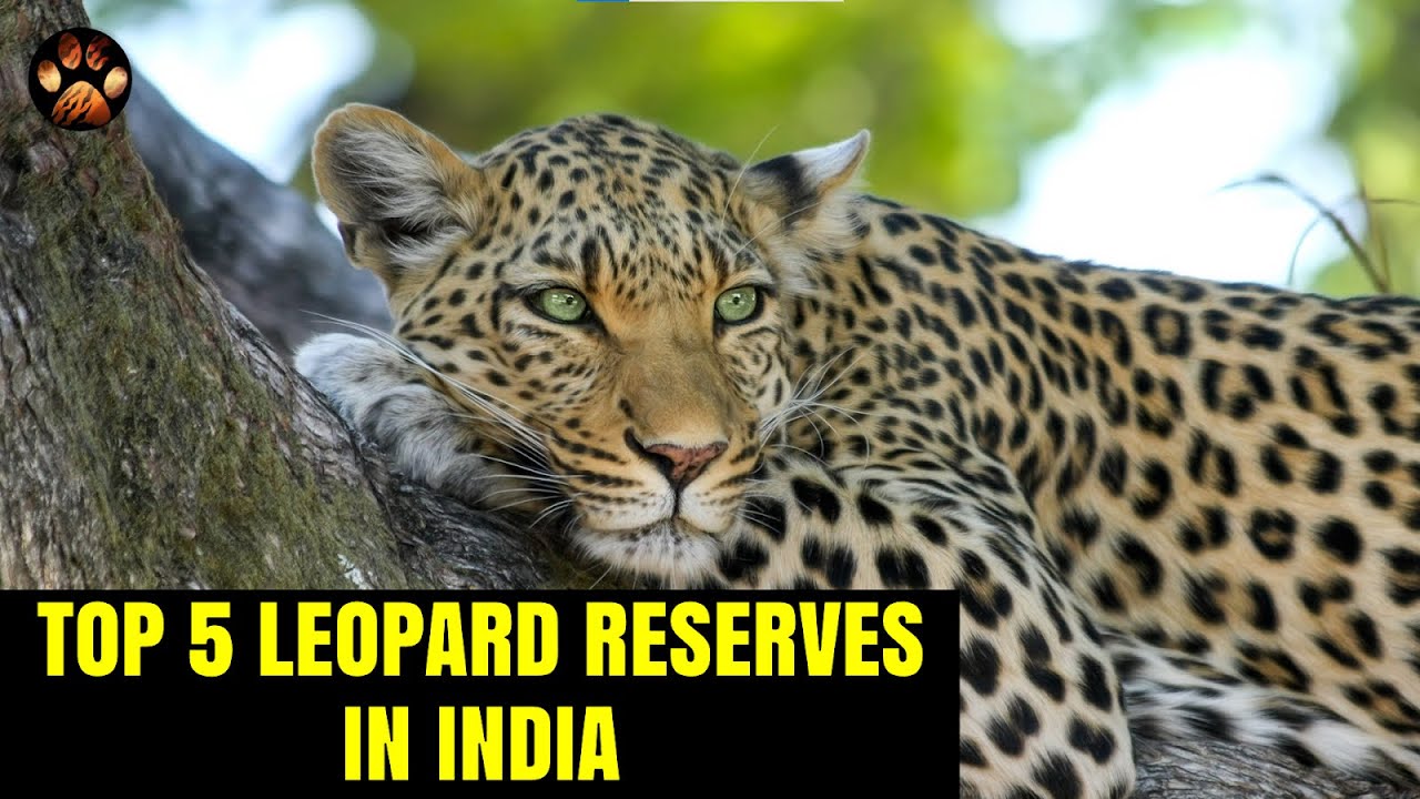 Best Leopard Reserves for Leopard Sighting in India | When to go? How to Book? Best Zones?