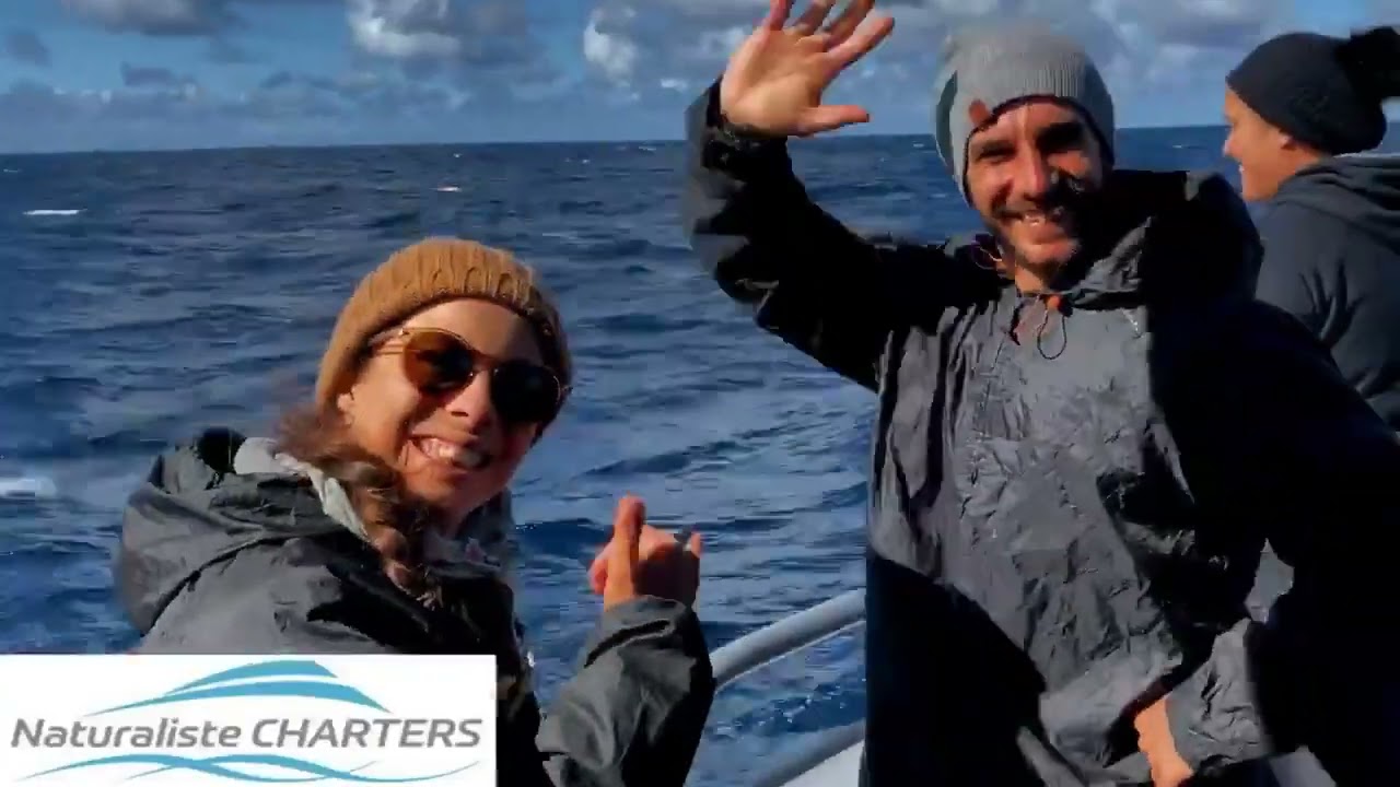 Incredible encounter with Type C Killer Whales off Bremer Bay, Western Australia