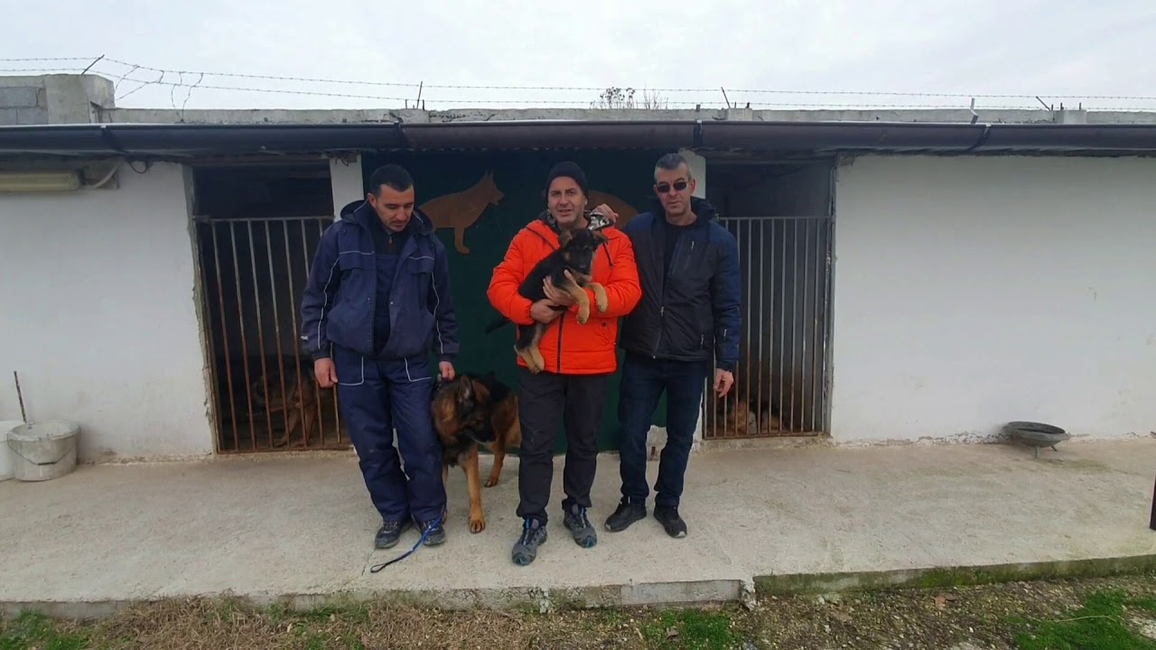 YENİ KÖPEK ALIYORUZ !!   ZORLU BULGARİSTAN YOLCULUĞUMUZ !!