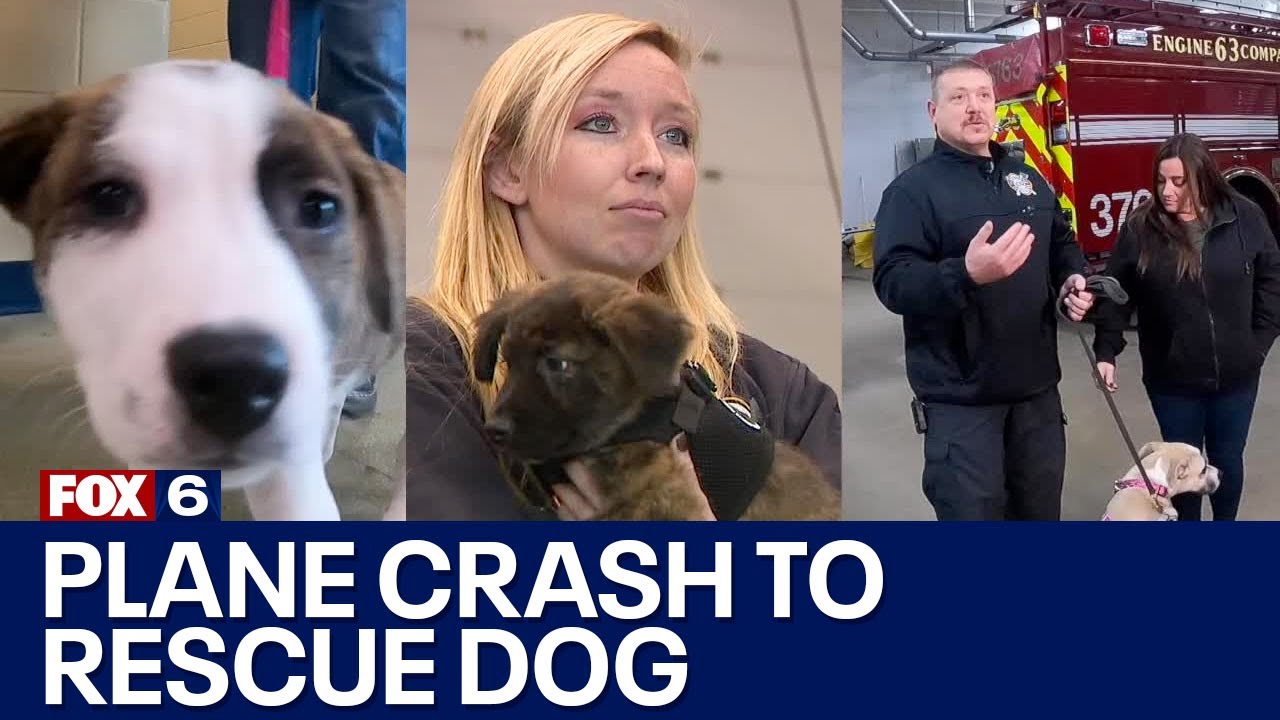 First responders adopt dogs after plane crash | FOX6 News Milwaukee