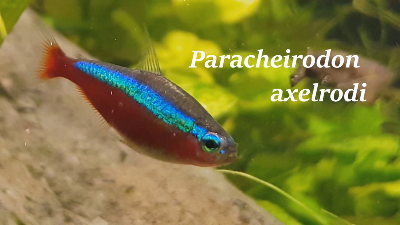 Cardinal Tetra Care Guide / Keeping and Breeding / Paracheirodon axelrodi / All you need to know