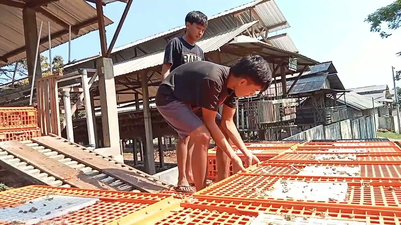 Peternakan bibit ayam petelur umur 13 Minggu siap nelur
