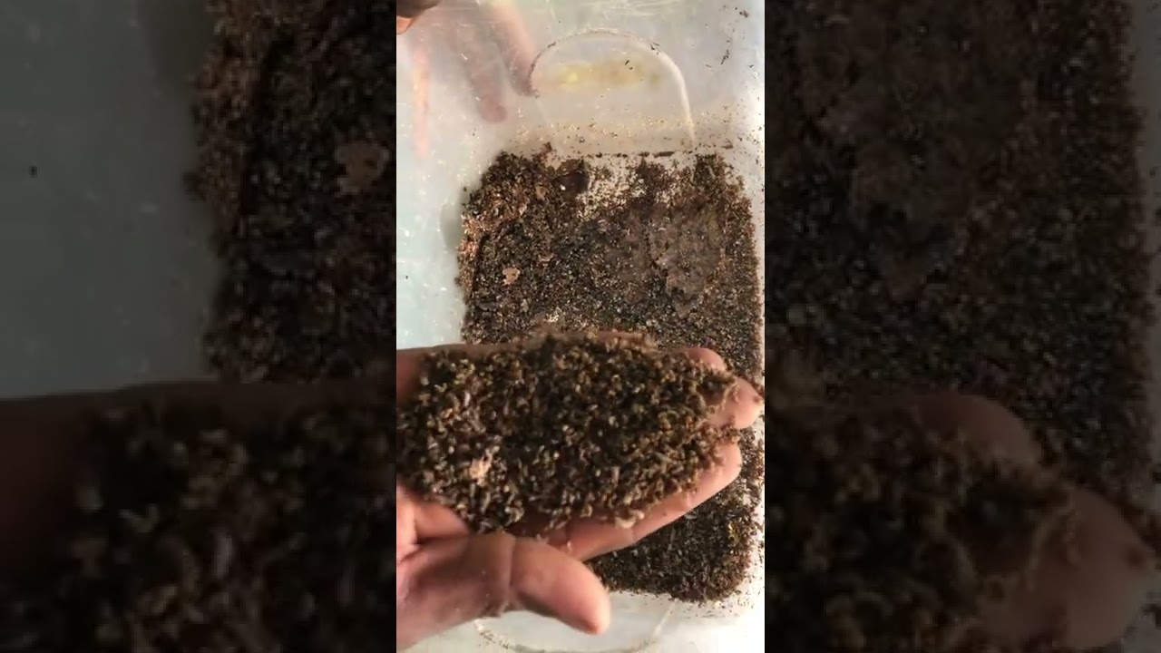 Production des larves de mouches soldats noires au Centre de formation CEFPREPAS || Cameroun