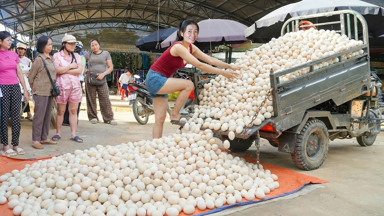 Harvesting A Lot Of Duck Eggs, Guinea Fowl, Watermelon Go To Sell | Dao’s Country Life