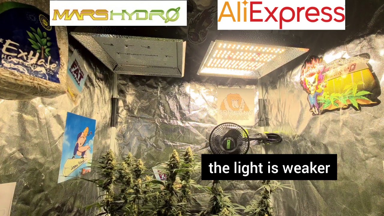 MarsHydro vs AliExpress  Original/Fake❓❓ #weed #Haze #Gorilla #LatającyHolender #MarsHydro