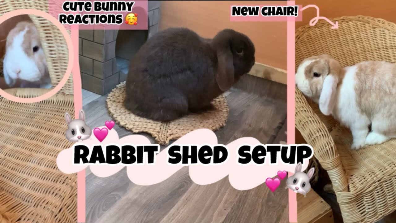 Rabbit shed setup // plus bunny reactions to new items 🐰🥰