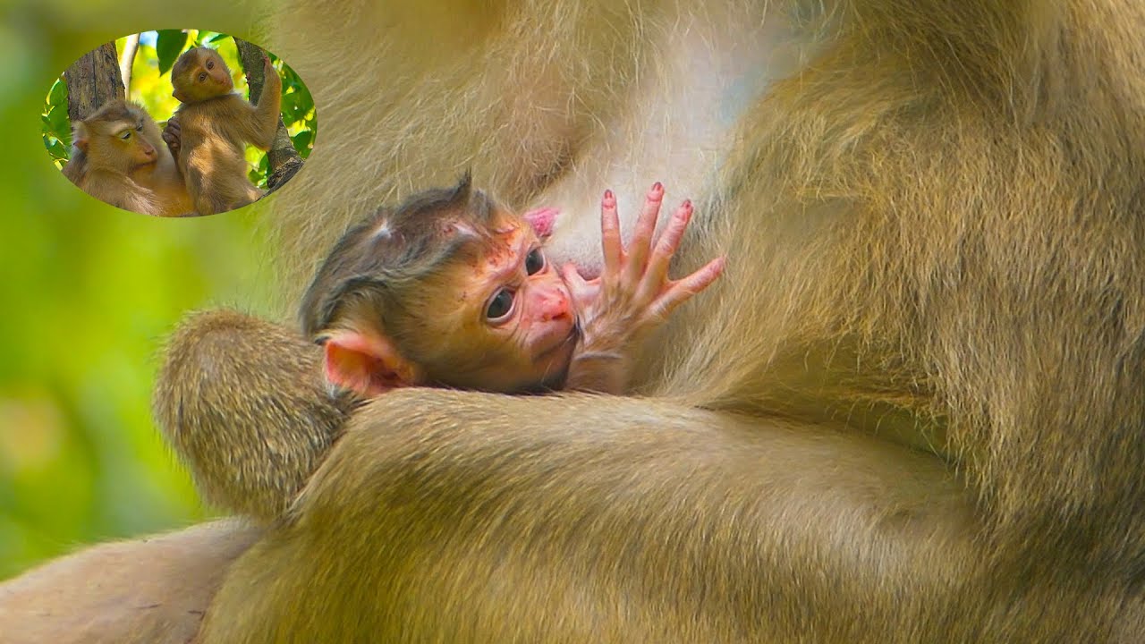 Robin comes for First Look at his mother&rsquo;s Precious Baby - Newborn Cuteness Overload