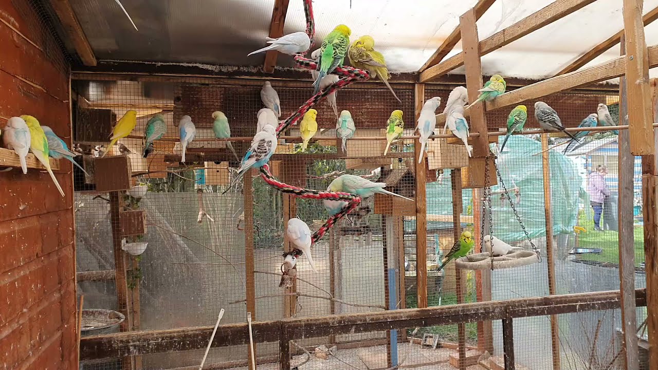 Budgies 11th April