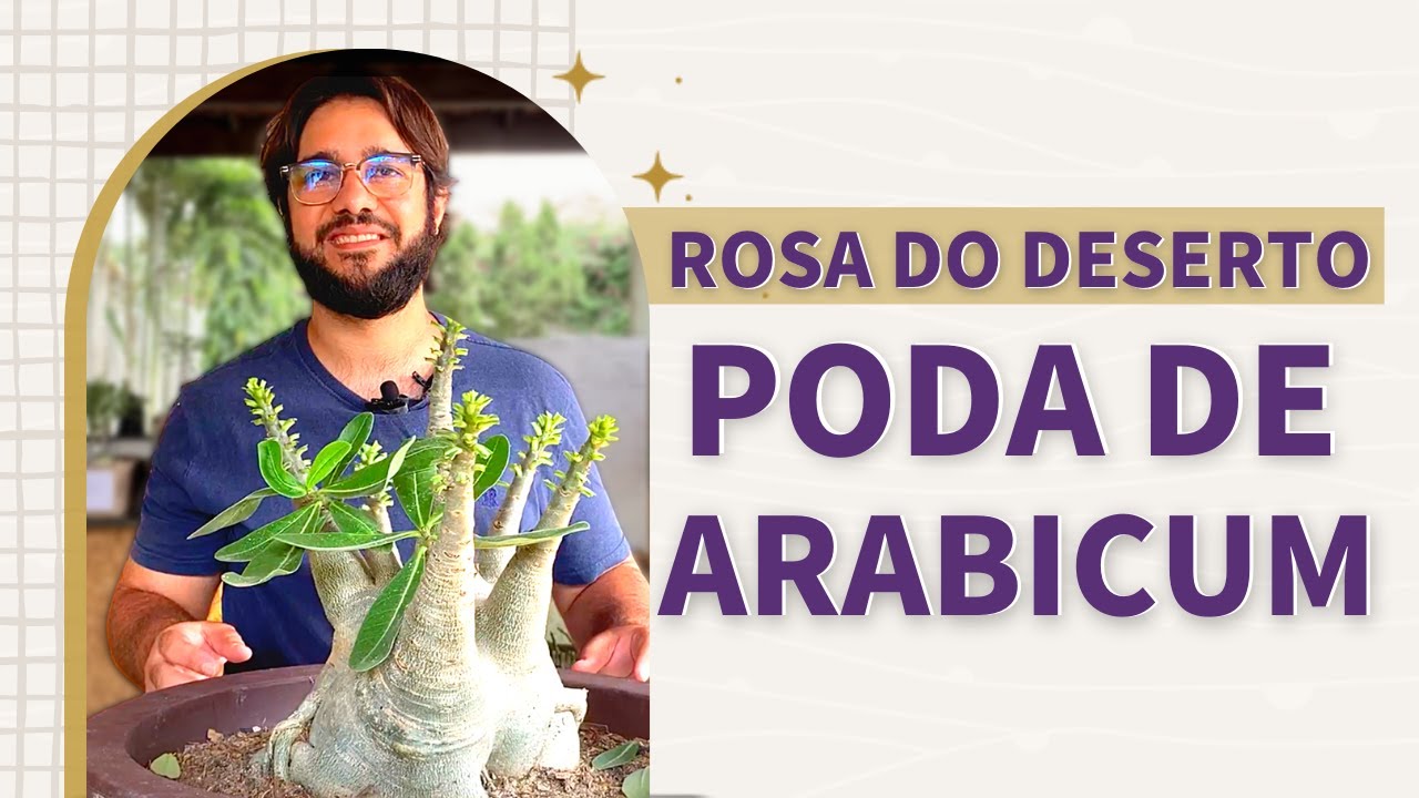 ROSA DO DESERTO: PODA ADENIUM ARABICUM