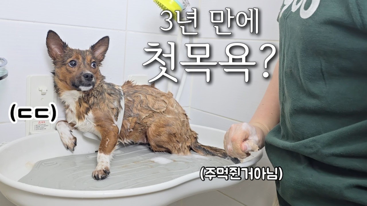 만삭으로 구조 된 3살 유기견의 꼬질꼬질 첫 목욕, 입양홍보ㅣ1인가구 유기견 임시보호