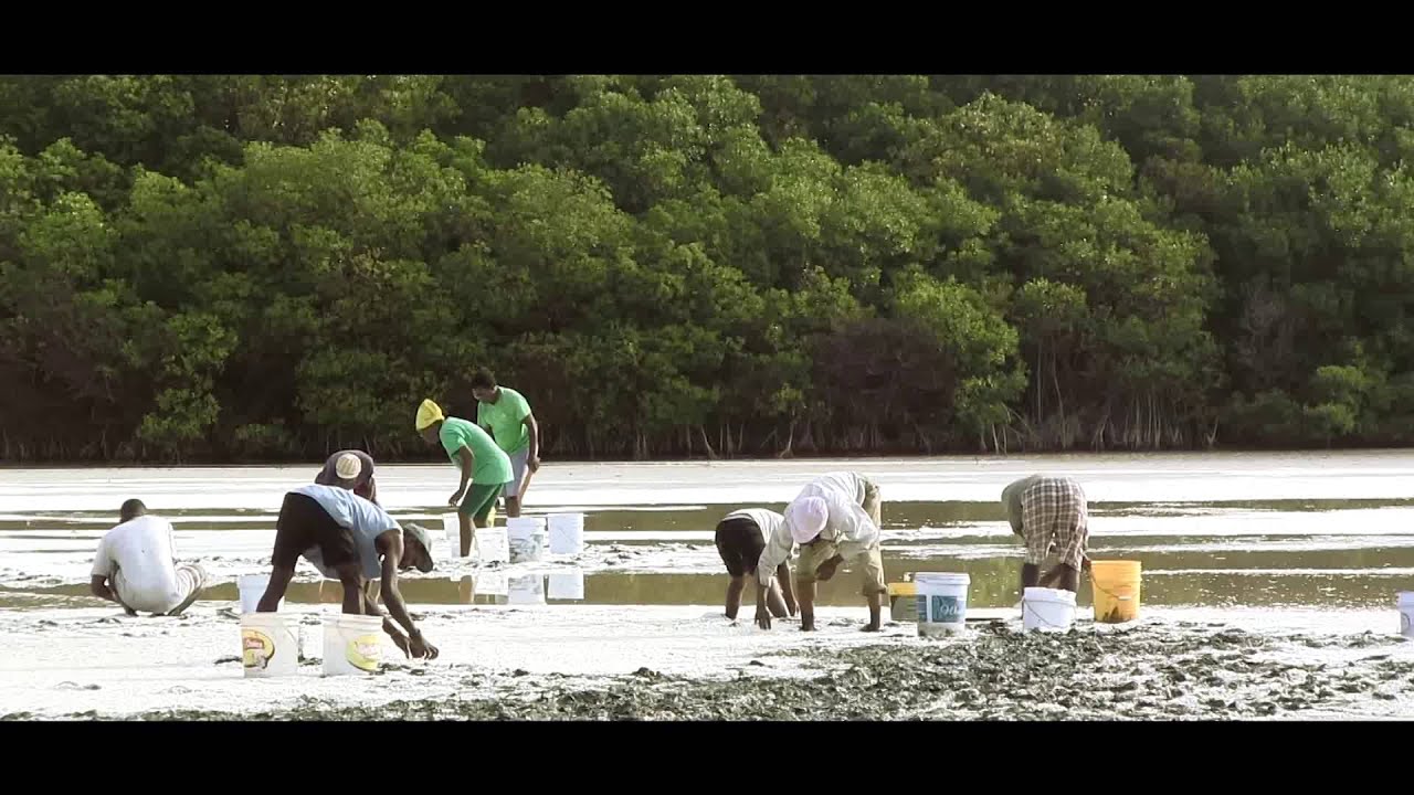 Adventures of Salt Picking - A Union Island Short Film