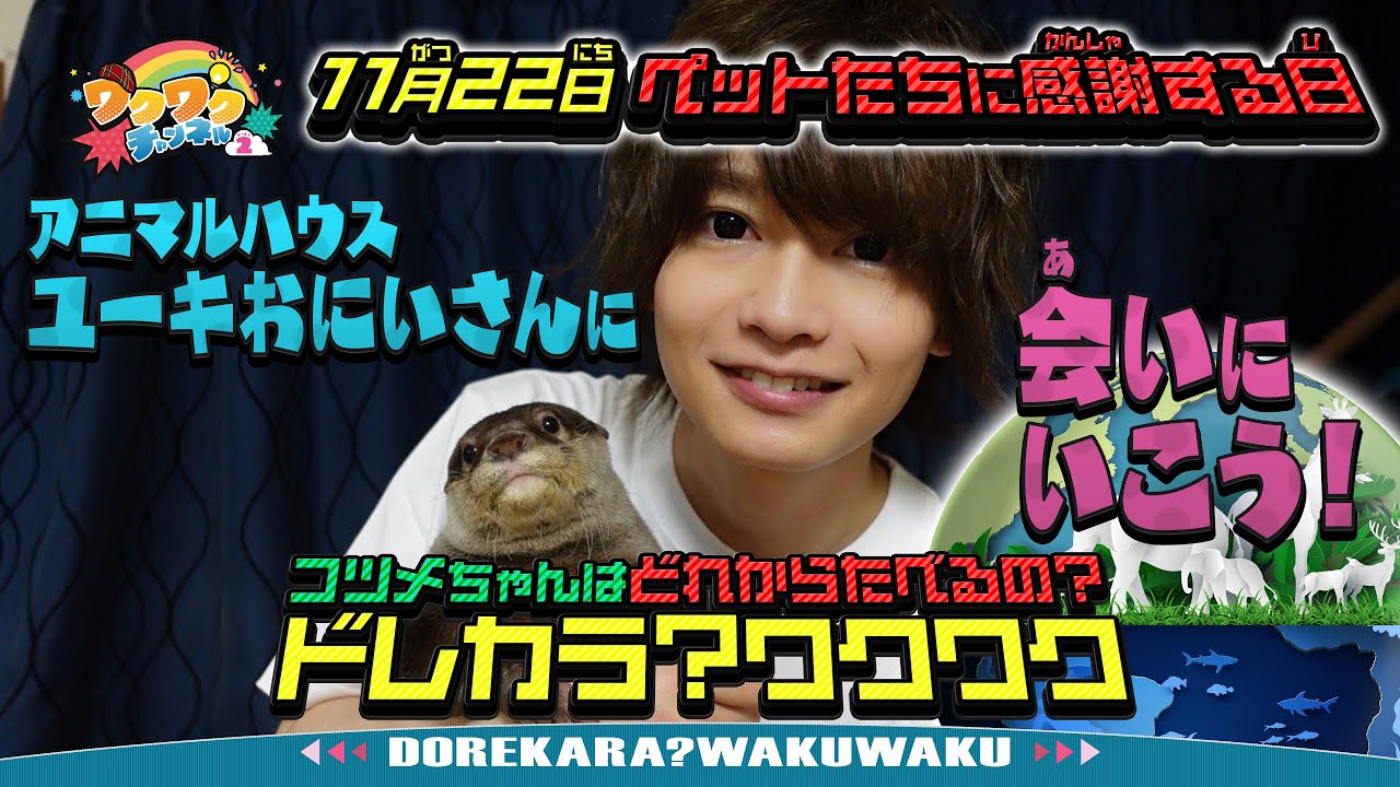 11月22日はTHANKS PETS DAY！どうぶつにくわしいアニマルハウスユーキおにいさんに会いに行こう！▽コツメカワウソ・コツメちゃんはどれから食べるの？｜ワクワクチャンネル シーズン2 #11