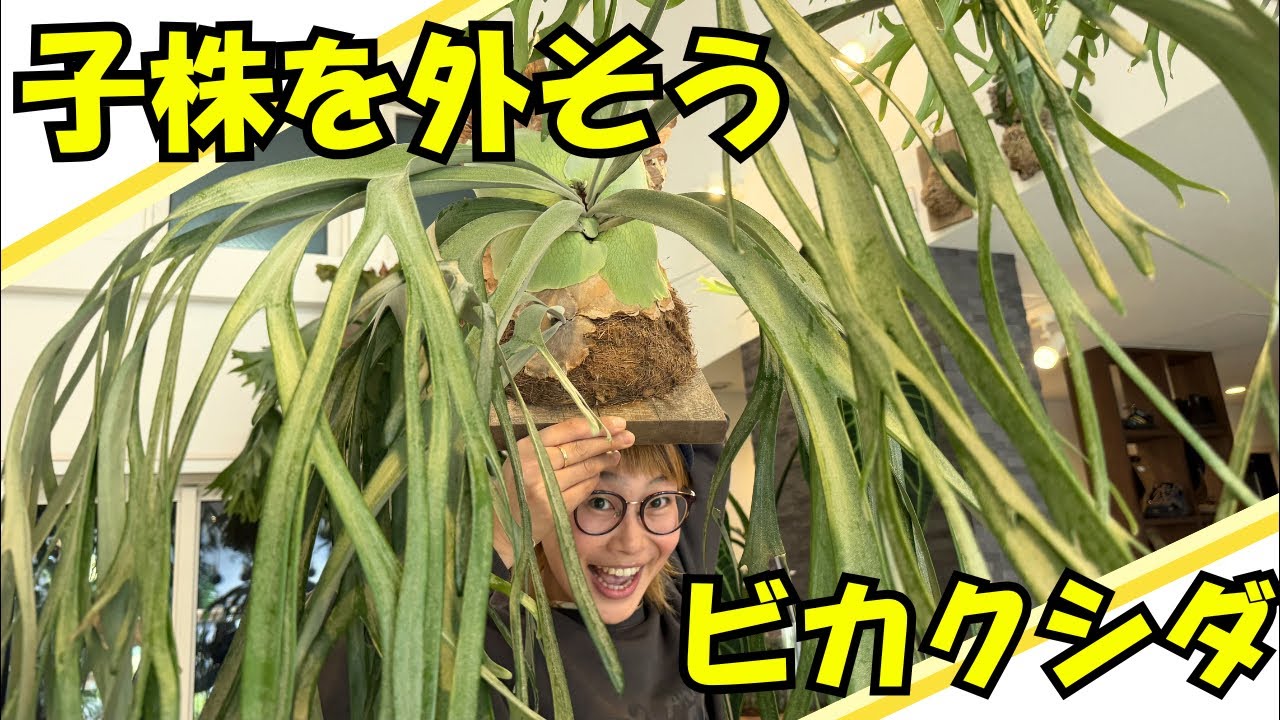 ビカクシダの株分け&板付け LIVE✨🌱