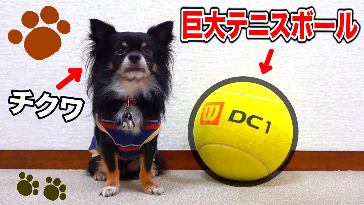 【爆笑】チクワに巨大テニスボールをあげたら遊んでくれると思ったのに…。