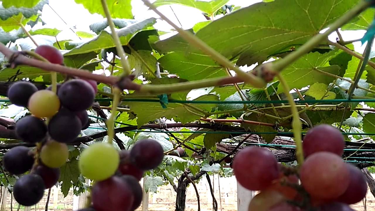 FARM GRAPES MALAYSIAN : BIGGEST IN ASIA
