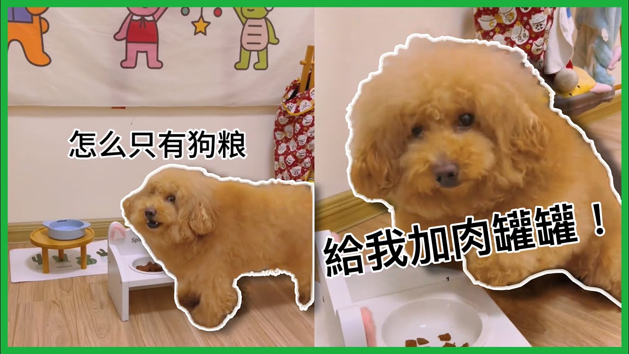 當狗狗發現晚餐只有狗糧時！