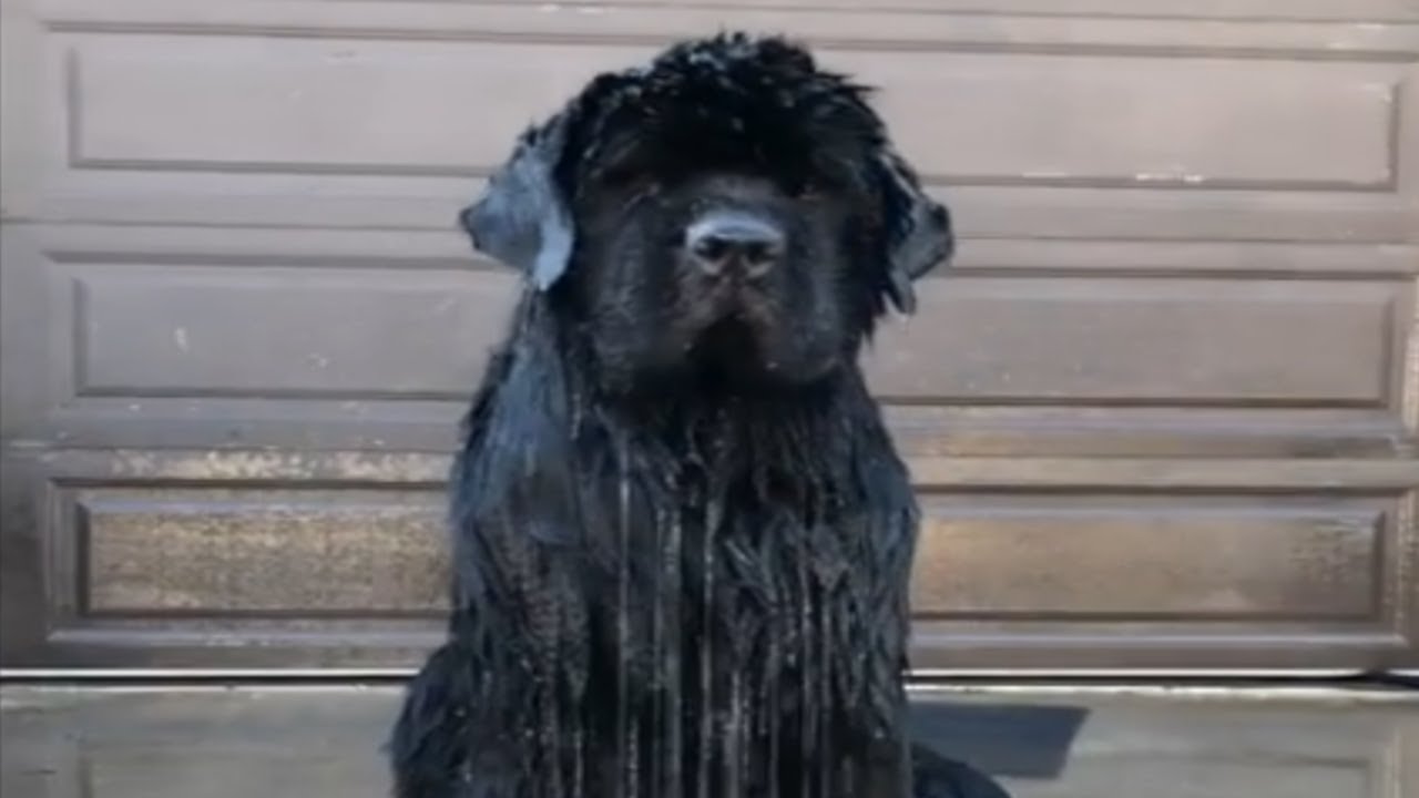 Newfoundland literally sweats buckets in California heat