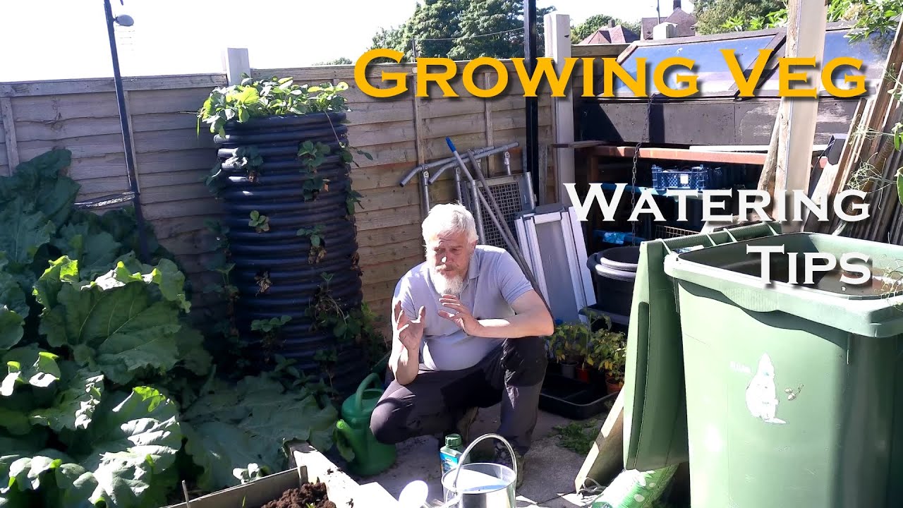 An Afternoon in the Veg Plot