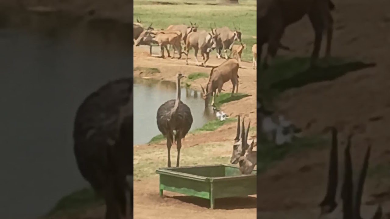 Cohabitation in the Wild 