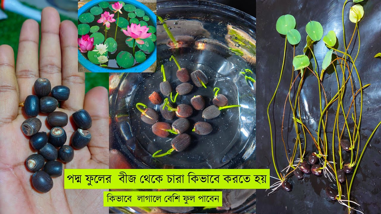 পদ্ম ফুলের বীজ থেকে চারা কিভাবে করতে হয় ও লাগানোর পদ্ধতি । খুব কম খরচে করে ফেলুন । How To Grow Lotus