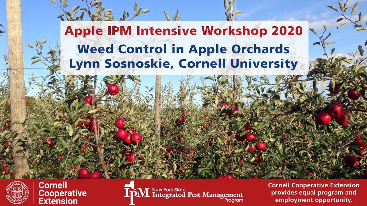 Weed Control in Apple Orchards