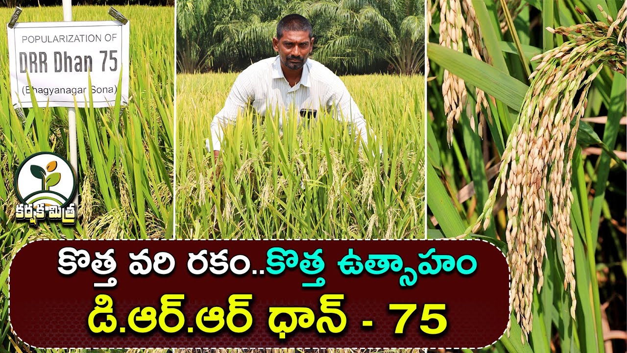 DRR ధాన్ 75 ఎక్కువ దిగుబడి ఎక్కువ లాభం || DRR Dhan 75 More Yield More Profit || Karshaka Mitra #agri