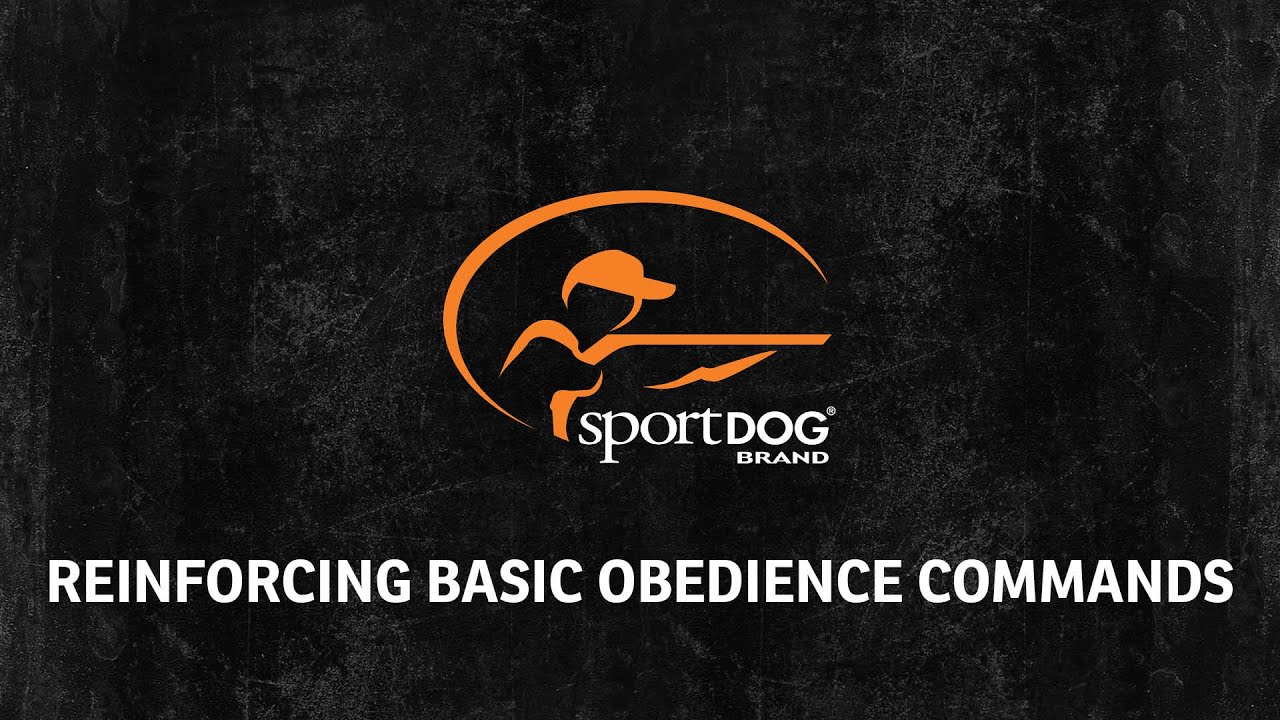 Крис Акин &mdash; Закрепление базовых команд послушания &mdash; www.sportdog.com