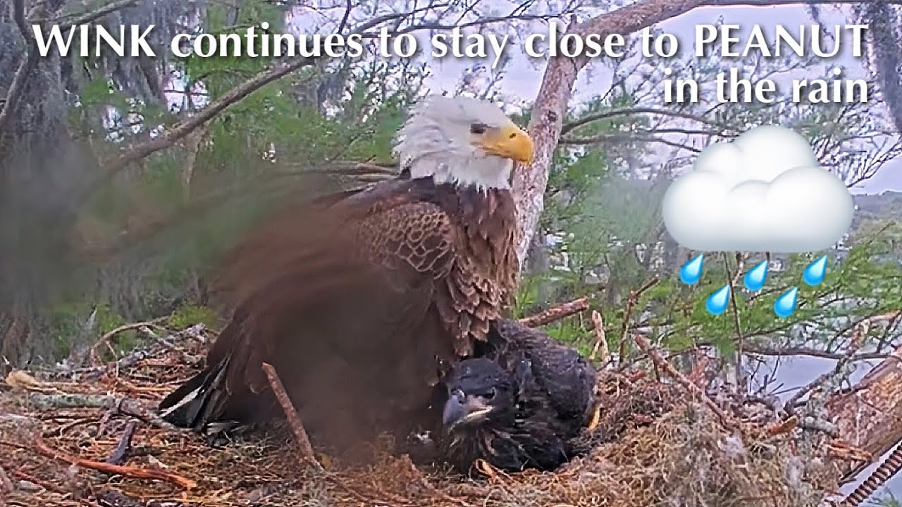 #443🦅Peanut🐥60°(& Brutus🐥65°)／Winter Park Eagle Nest 2026／Against All Odds:One-Eyed Mom／Wink💗Atlas