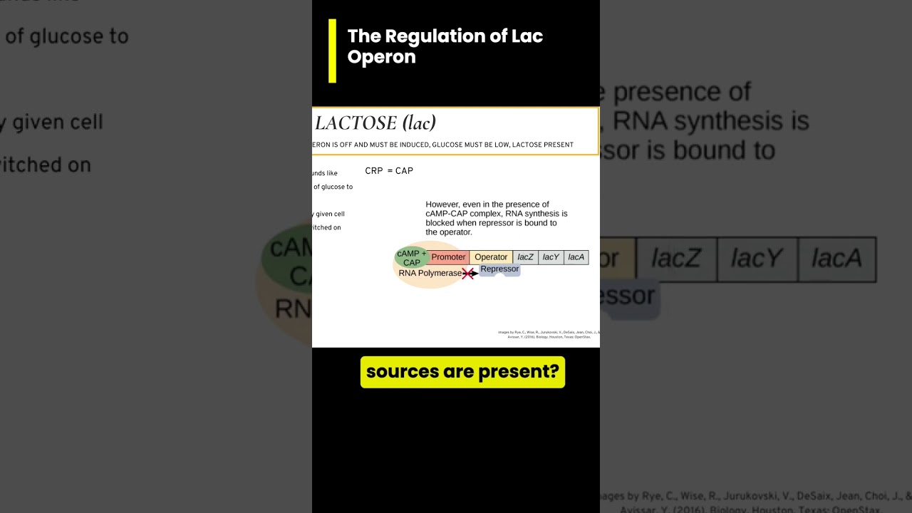 🥛lac operon EXAMPLE: Low Glucose AND no allolactose