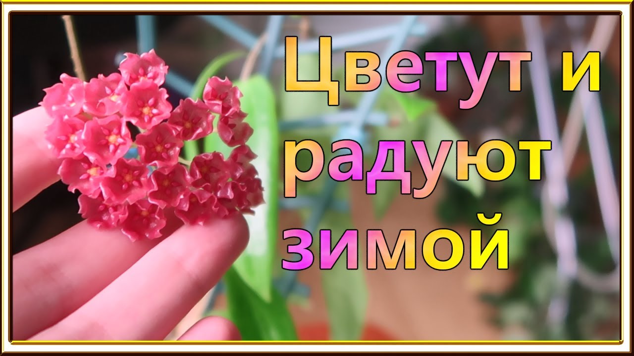 Новости с подоконника ЯНВАРЬ 2026