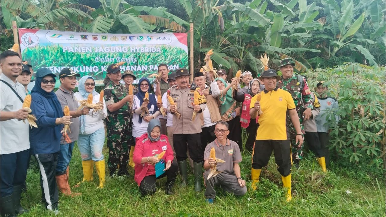 Dukung Ketahanan Pangan Nasional, Polsek Cibinong Polres Bogor Gelar Panen Raya Jagung Hybrida 
