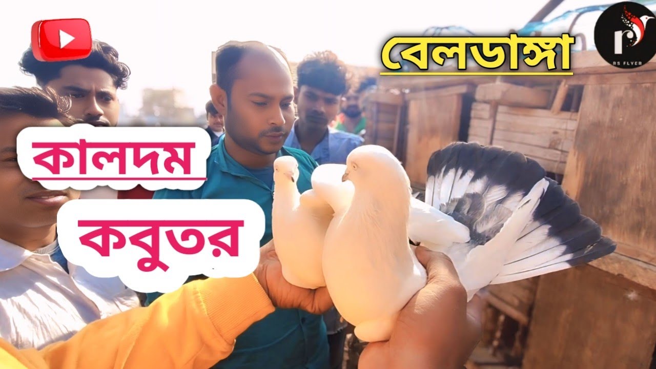 বেলডাঙ্গা হাটে ১ পেয়ার কালদম কবুতর 1 pair of black pigeons at Beldanga market