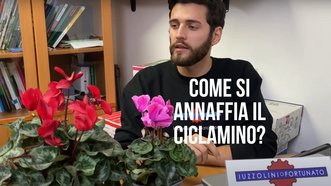Come INNAFFIARE i CICLAMINI: la guida!