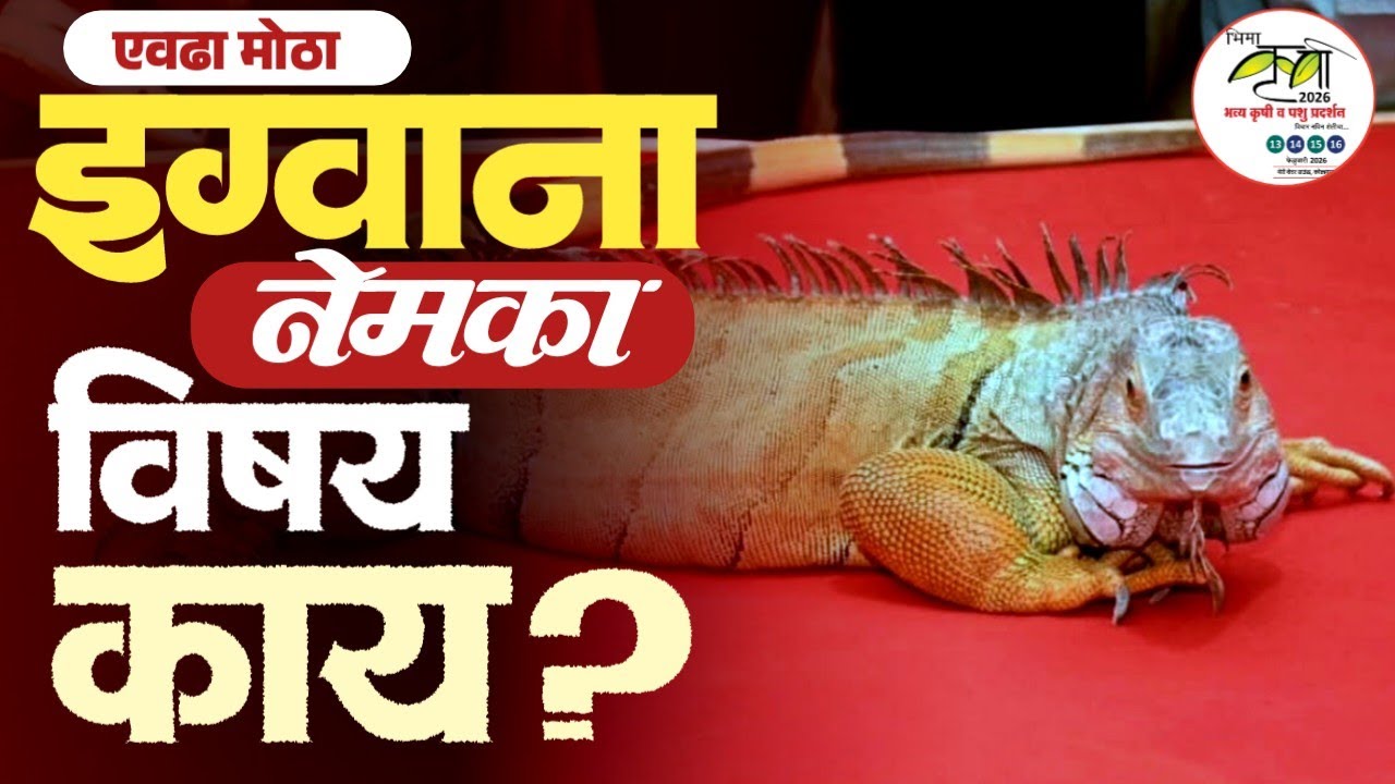 भारतातील सर्वात मोठा ५ फुटांचा Igvana सरडा | नेमका कसा | तो हीकोल्हापुरातील भीमा कृषी प्रदर्शनात 