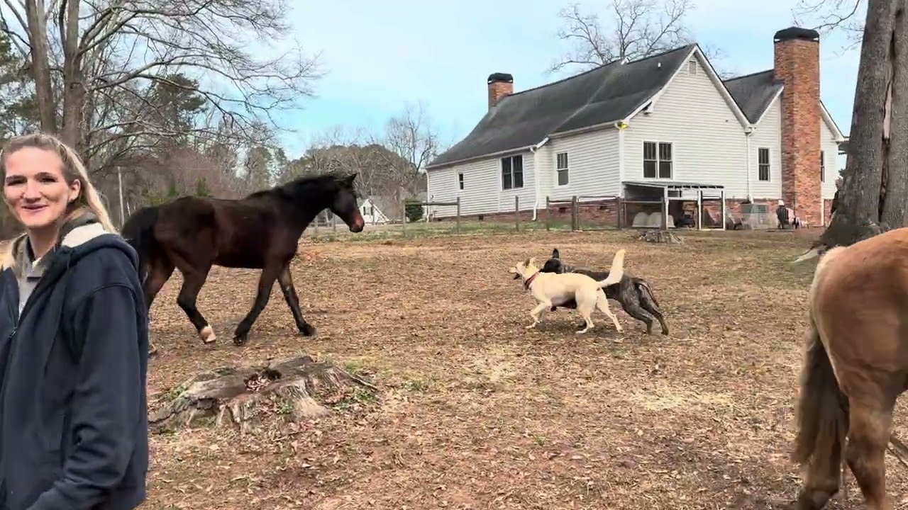Haflinger vs Tennessee Walker 