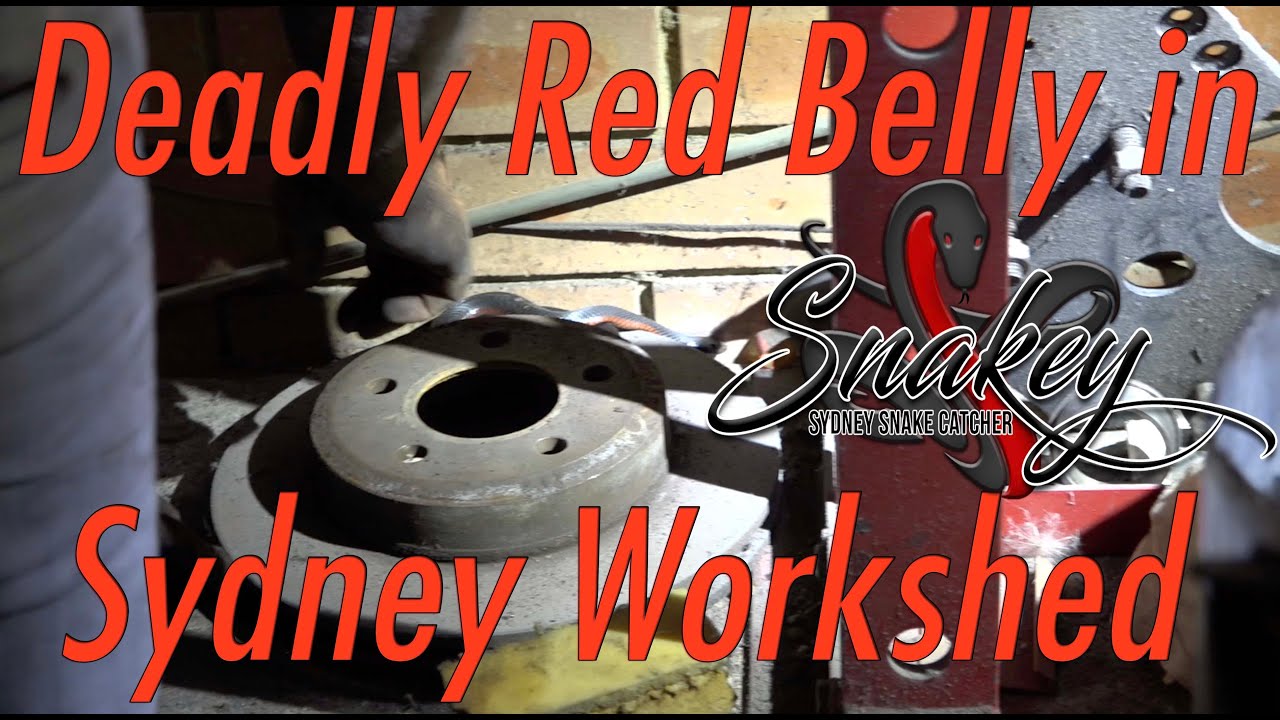 Sydney Snake Catcher ~ 'Snakey' | Episode 9 | Deadly Snake in Workshed