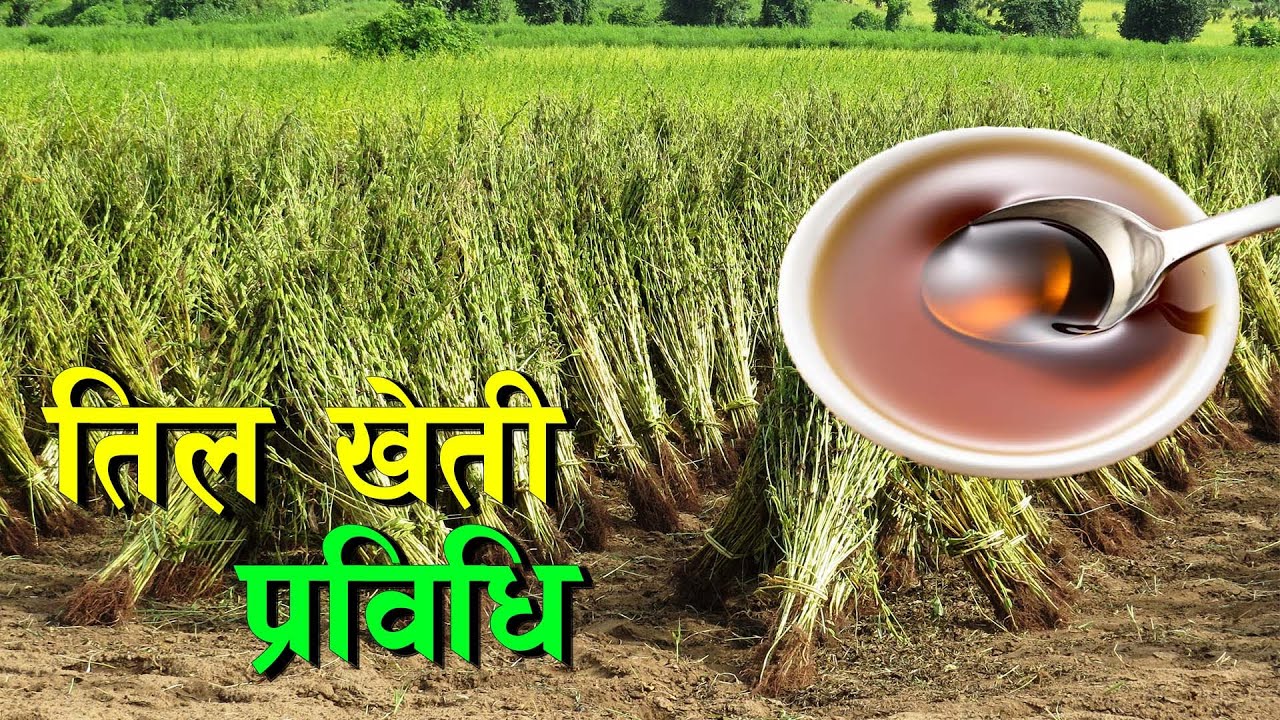 खेती सिकौं, उत्पादन गरौं || Teel Kheti in Nepal ||