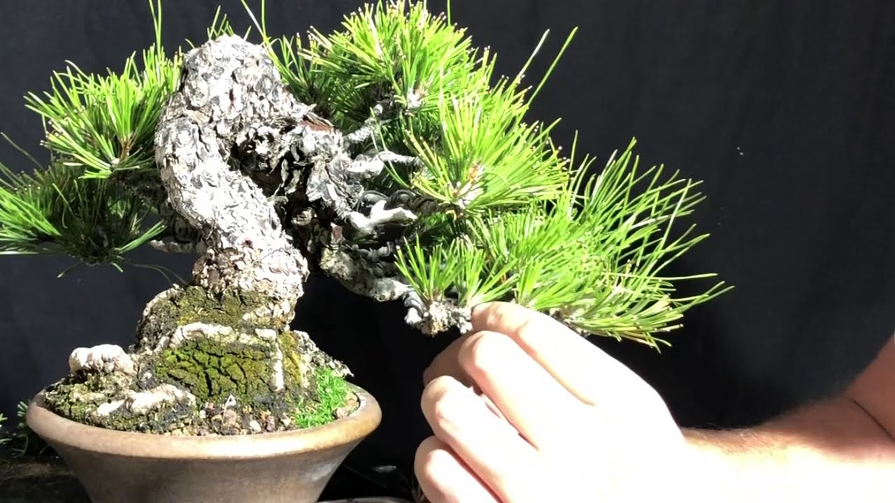 Trabajos en pino  negro shohin bonsai
