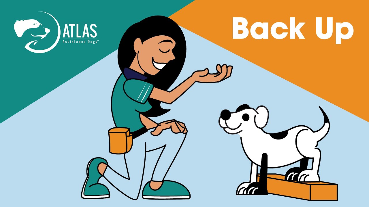 Back Up Training: How to Teach Your Dog!