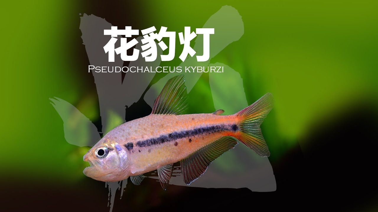 花豹燈，Pseudochalceus kyburzi