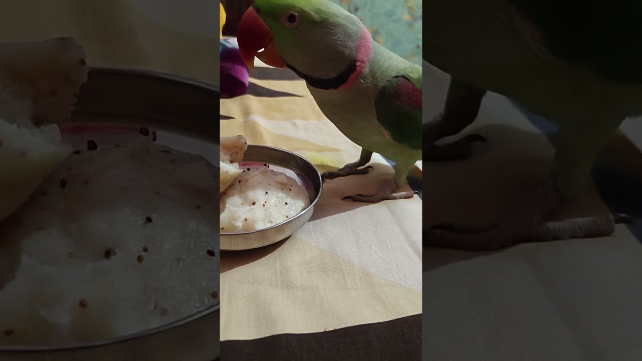 💚Mitthu sharma 💚 idli kha rehe h